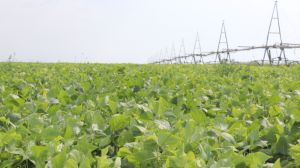 За канадською технологією на Херсонщині вирощують рекордні врожаї квасолі