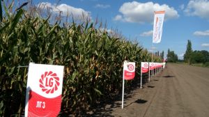День поля Бізон-Тех на Хмельниччині показав ефективність комплексного підходу до вирощування соняшнику та кукурудзи