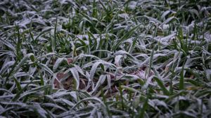 Агровиробникам східних областей слід очікувати перших осінніх заморозків