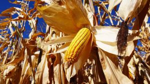 Вінниччина очікує рекордних врожаїв кукурудзи