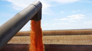 На Київщині намолочено півтора мільйони тонн зерна нового врожаю