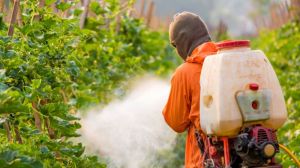Вітчизняний ринок пестицидів перенасичений контрафактною продукцією — експерти