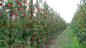 Французькі вчені вивели яблуко «нового покоління»