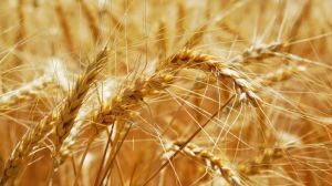 Підбір ефективних технологій забезпечив МХП середню врожайність пшениці на рівні 6,3 т/га