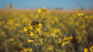 Україні необхідно посилити державний контроль за використанням пестицидів та агрохімікатів — НААН