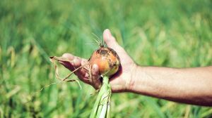 Україні прогнозують найнижчий на всю історію врожай цибулі
