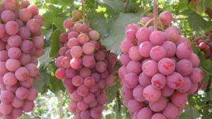 На унікальному винограднику на Львівщині зібрали останній врожай сезону