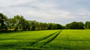 Німеччина допоможе Україні розвивати органічне землеробство