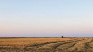 На Одещині збирають перші врожаї рису