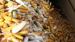 Завод КВС прийняв на доробку більше 90% насіння виробничих посівів