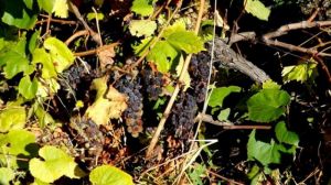 На виноградних плантаціях в Криму гниють рекордні врожаї