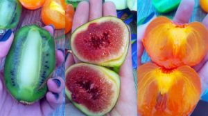 Садівник з Миколаївщини протягом 10 років вирощує екзотичні фрукти та ягоди