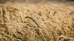 Британія зібрала рекордно низький врожай пшениці та ячменю