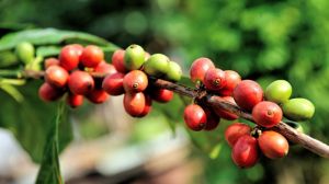 Іржа може знищити врожай кави в Латинській Америці