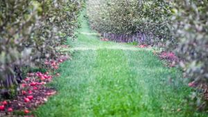 Врожай яблук на Дніпропетровщині може залишитись гнити у садах
