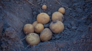 99% врожаю картоплі вирощено господарствами населення