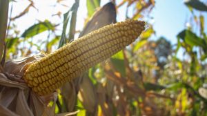 Врожайність кукурудзи на Вінниччині досягла свого історичного максимуму