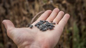 В Україні дорожчає насіння соняшнику