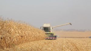 Визначено переможця Західноукраїнського чемпіонату на кращий гібрид кукурудзи