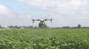 На полях Smart Field підбили підсумки вирощування цукрових буряків та соняшнику