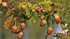 На Черкащині зібрали багатий врожай жолудів та чорних горіхів