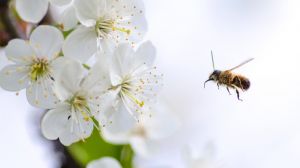 Запилення бджолами дозволяє в рази збільшити врожайність плодово-ягідних культур