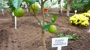 На півдні України зібрали експериментальний врожай тропічних лаймів