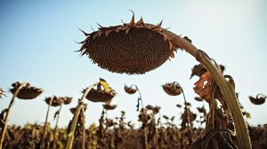 Нехтуючи сівозміною попередником під пшеницю аграрії масово обирають соняшник — думка
