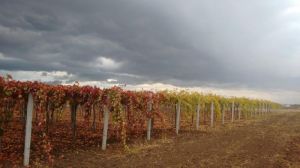 Сімейне господарство з Півдня ефективно вирощує виноград на зрошенні