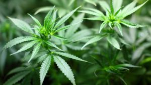 Інвестор з США планує легально вирощувати в Україні марихуану