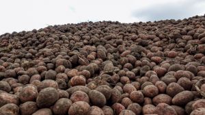У врожаї картоплі на Миколаївщині виявлено надлишковий вміст нітратів