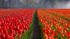 Незабаром на Півдні з’явиться найбільша в Україні плантація тюльпанів