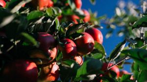 Доведено що комахи-запилювачі суттєво підвищують врожайність яблуневих садів