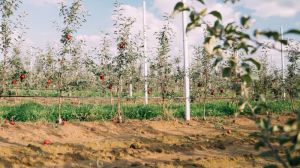 В Україні різко знизився попит на саджанці яблук і малини