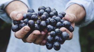 Садівник вирощує в теплицях більше 80 сортів винограду рекордних розмірів