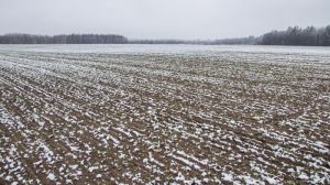 Чернівецькі аграрії відзвітували про стан посівів озимих в області