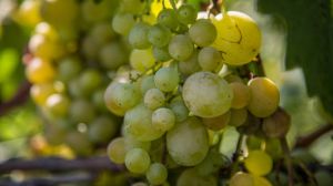 В Україні зібрано рекордний врожай винограду елітних сортів