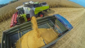 На Сумщині встановлено рекорд врожаю зерна