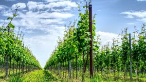 Крим планують засаджувати новими виноградниками