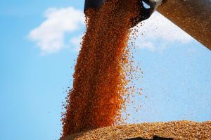 Виробництво зернових у світі в 2018 р. знизиться на на 63 млн т