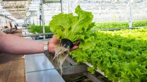 В Україні вигідно вирощувати салат та зелень на гідропоніці