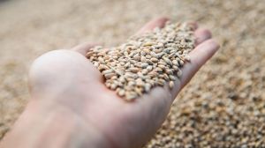 Якість української пшениці за останні роки суттєво зросла — думка