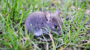 Миші в полях продовжують нищити посіви озимих