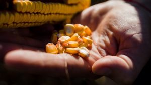 USDA підвищив прогноз виробництва та експорту кукурудзи