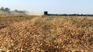 Експерт поділився поради щодо технології вирощування нуту в Україні