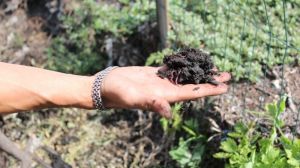 На Київщині аграрій вирощує каліфорнійських черв’яків для отримання біогумусу
