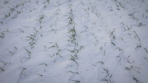 Озимі зернові перебувають в стані зимового спокою