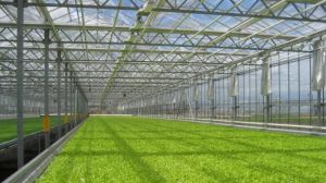 Китай запустив найбільшу в світі ферму з вирощування овочів на гідропоніці