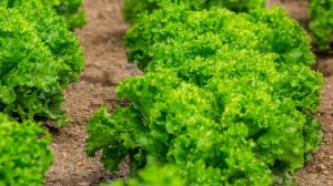 Сімейне господарство побудувало успішний бізнес на вирощуванні салату