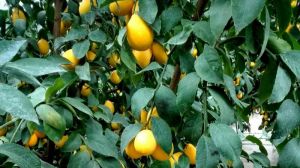 На Черкащині вирощують китайські лимони
